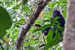 Bogani-Wartabone-Black-Macaque