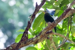 Bogani-Wartabone-Black-naped-Fruit-dove