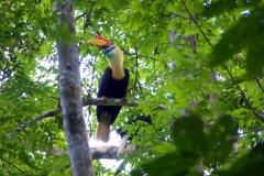 Bogani-Wartabone-Knobbed-Hornbill