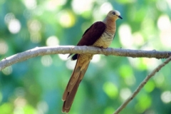 Bogani-Wartabone-Slender-billed-Cuckoo-dove