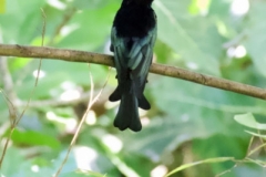 Bogani-Wartabone-Sulawesi-Drongo