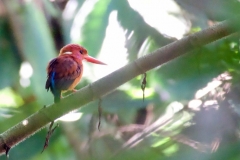 Bogani-Wartabone-Sulawesi-Dwarf-kingfisher