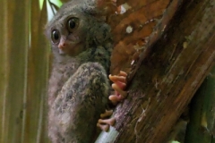 Bogani-Wartabone-Tarsius-01