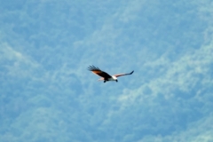 Gorontalo-Town-Brahminy-Kite