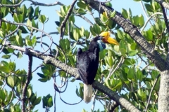 Gorontalo-Town-Knobbed-Hornbill