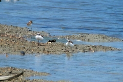 Moutong-Town-Malaysian-Plover