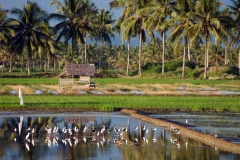 Moutong-Town-Pied-Stilt