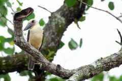 Tangoko-Black-billed-Kingfisher-01