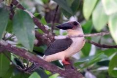 Tangoko-Black-billed-Kingfisher-02