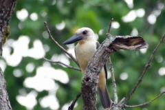 Tangoko-Black-billed-Kingfisher-03