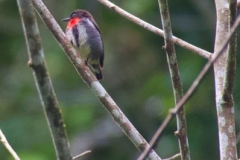 Tangoko-Grey-sided-Flowerpecker