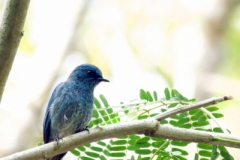 Tangoko-Island-Flycatcher