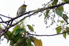 Tangoko-Mountain-White-eye