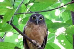 Tangoko-Ochre-bellied-Hawk-owl-01