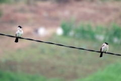 Tangoko-Sooty-headed-Bulbul