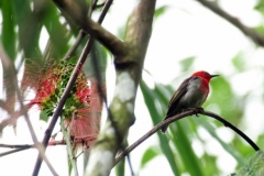 Tangoko-Sulawesi-Myzomela