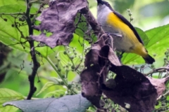 Tangoko-Yellow-sided-Flowerpecker