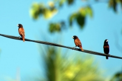 Tanjung-Panjang-Chestnut-Munia