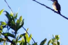 Tanjung-Panjang-Olive-backed-Sunbird-01