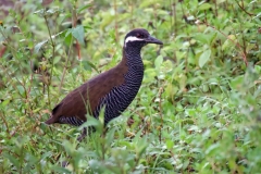 Tomohon-Barred-Rail