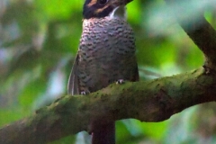 Tomohon-Scaly-Kingfisher