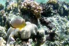 Schermafbeelding-2019-02-0-copy